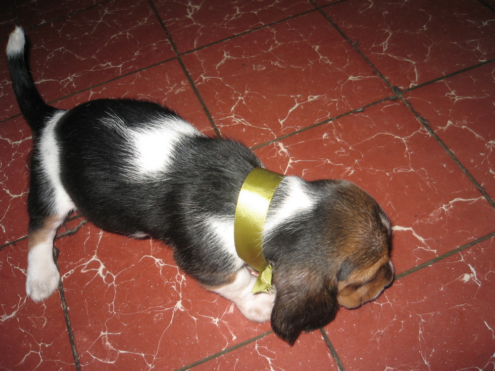 Cachorra amarilla