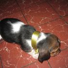 Cachorra amarilla