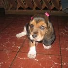 Cachorra rosa