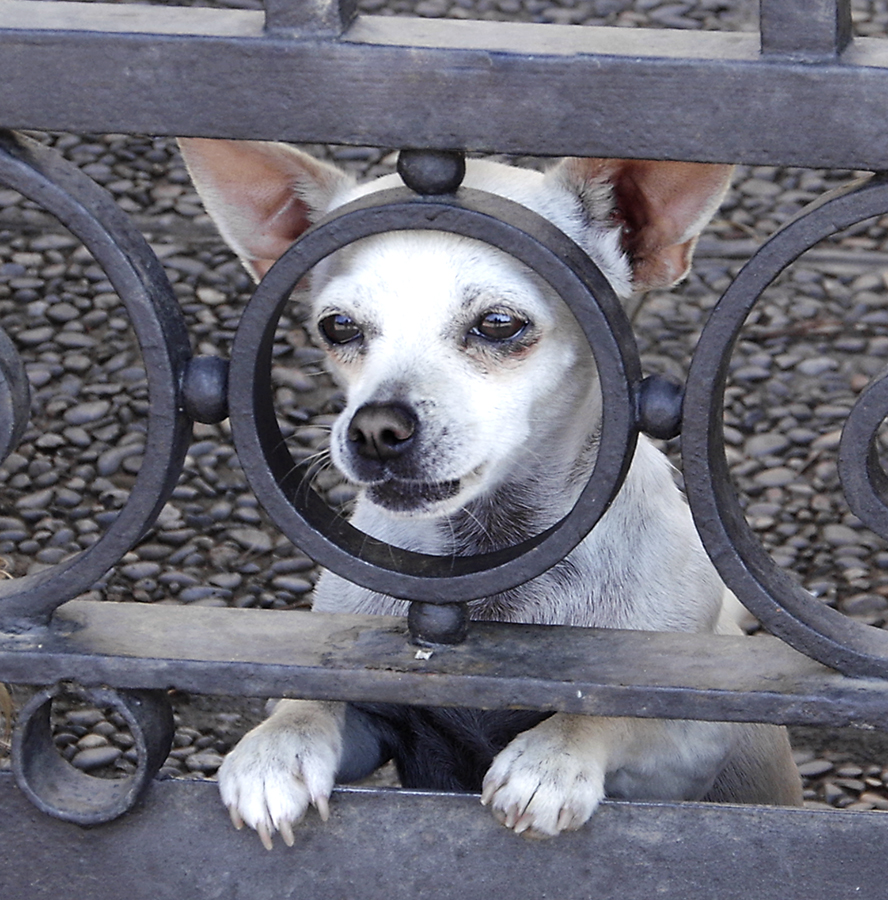 Cachorro curioso