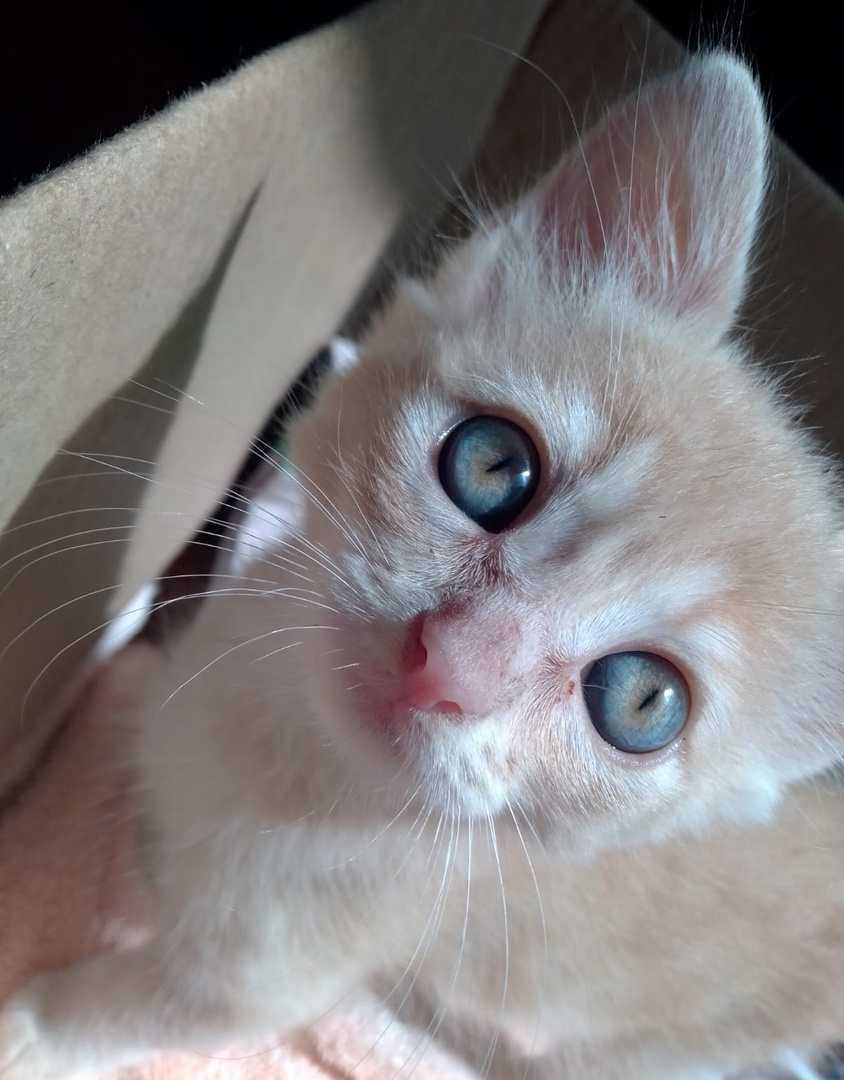 Cachorro Max Imagen & Foto | animales, animales domésticos, naturaleza