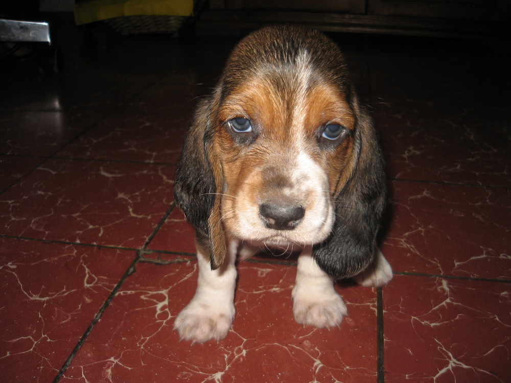 Cachorros Basset Haund