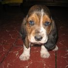 Cachorros Basset Haund