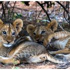 Cachorros de leona (Kenya)