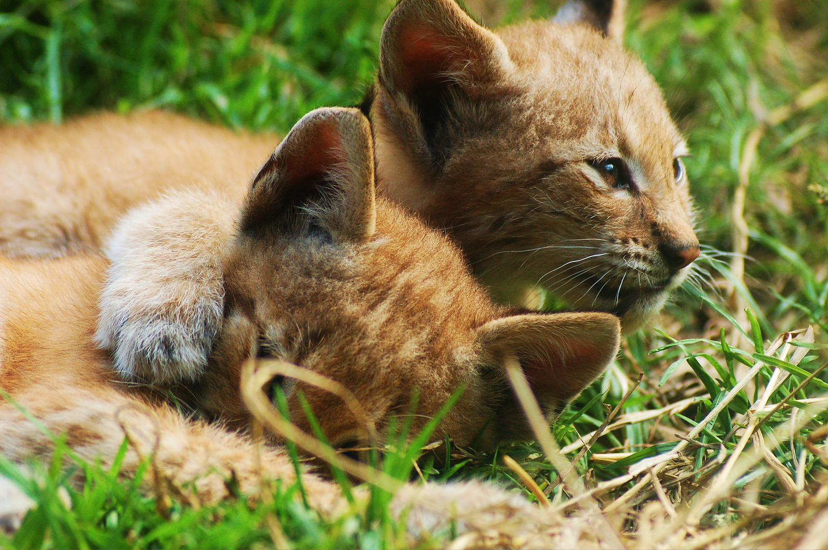 cachorros de lince