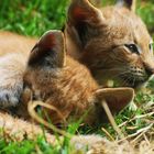 cachorros de lince