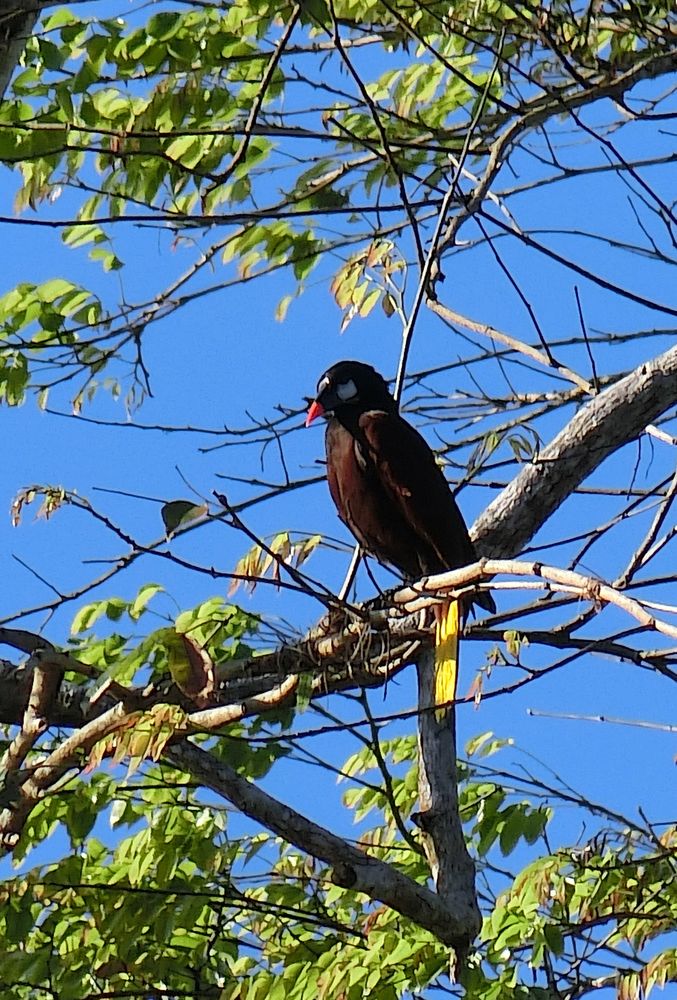 Cacique de Montezuma