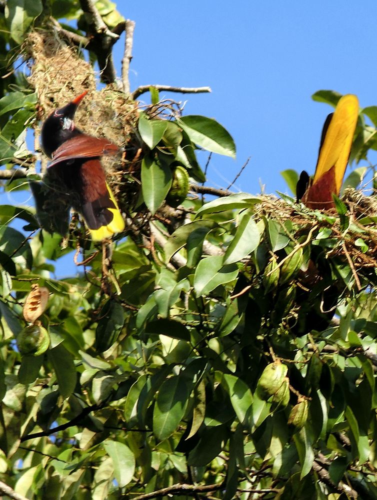 caciques de Montezuma