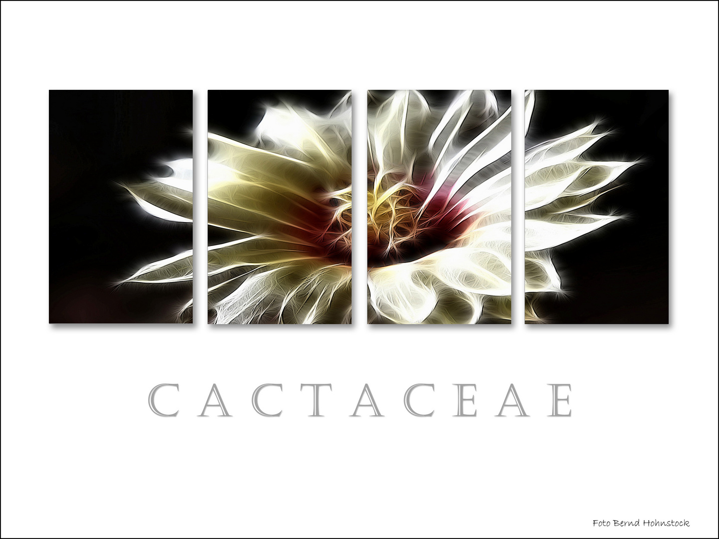 Cactaceae .....