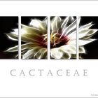 Cactaceae .....