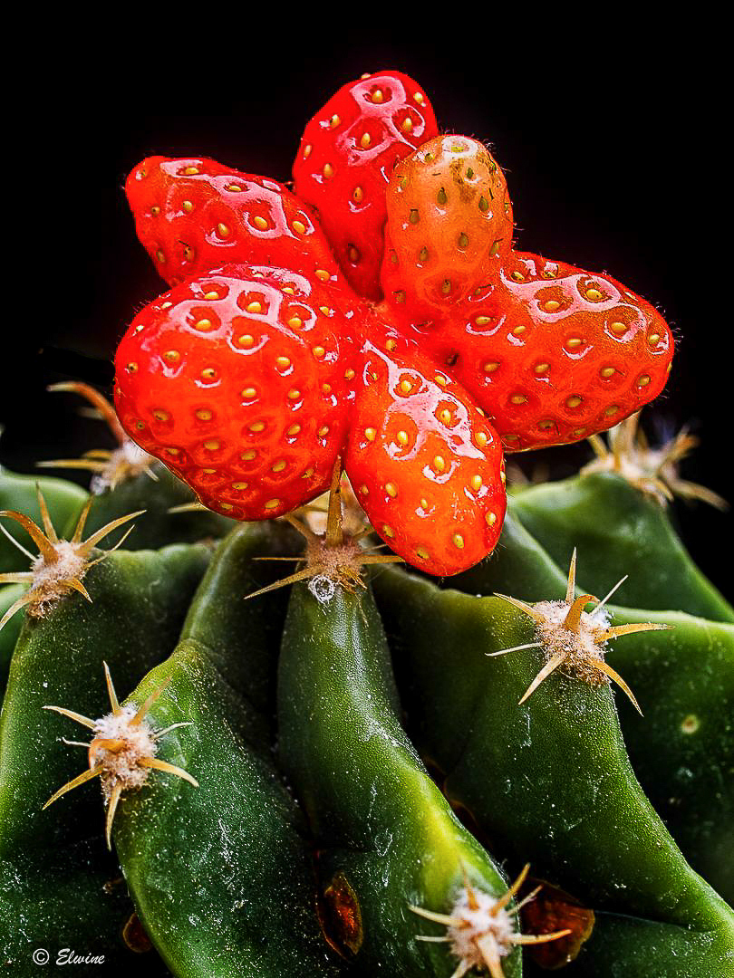 " Cactaceae Fragum" oder der Erdbeerkaktus 