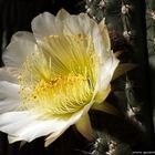 Cactaceae Trichocereus grandiflorus, Argentinien