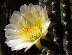 Cactaceae Trichocereus grandiflorus, Argentinien