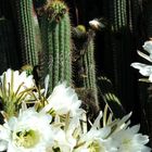 Cacti 2