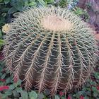 Cacti Ball (Cacto bola)