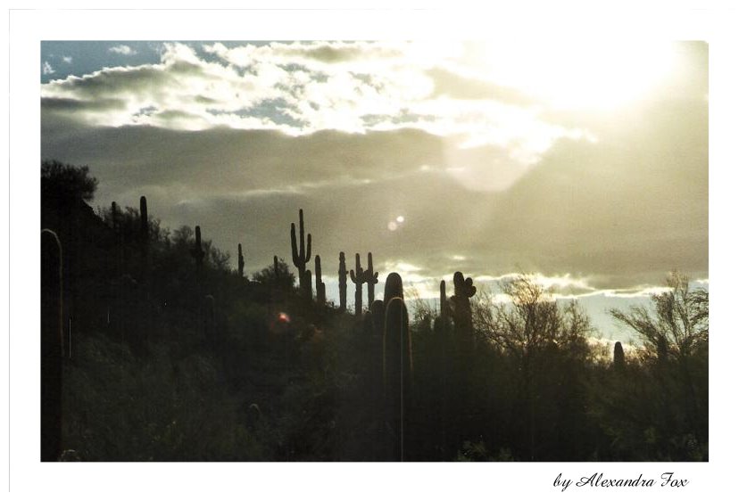 . cacti in Arizona .