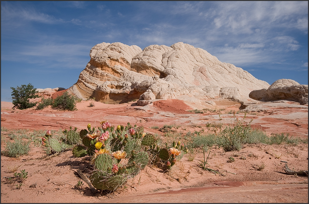 °cacti pocket°