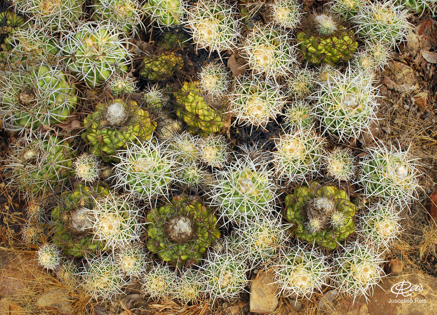 Cacto Coroa de Frade Gomo - Rio Poty Piauí