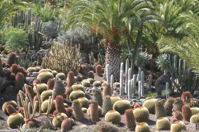 Cactualdea 1