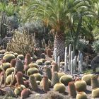 Cactualdea 1