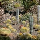 Cactualdea 3