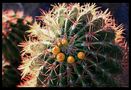 Cacti & Succulents