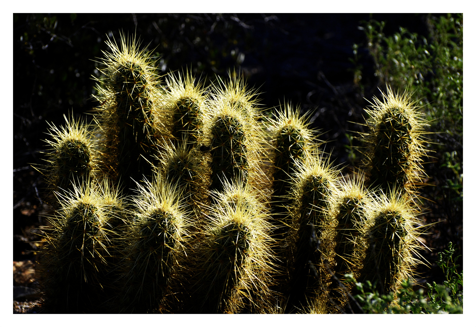 Cactus