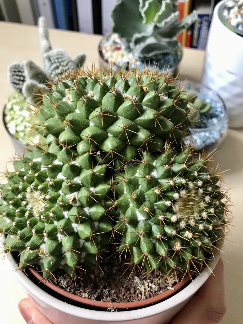 Cactus