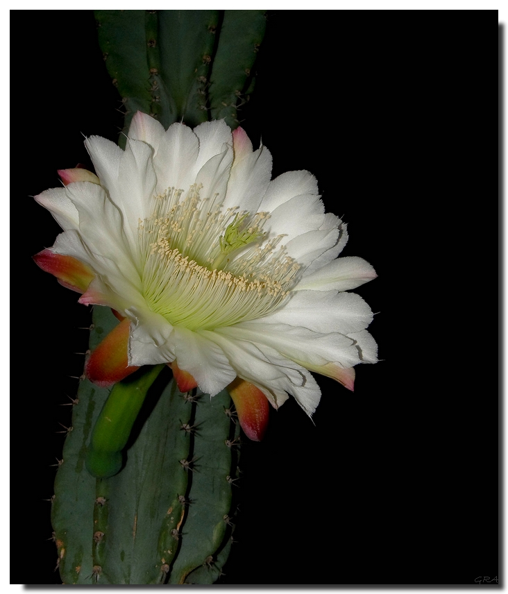 Cactus*****