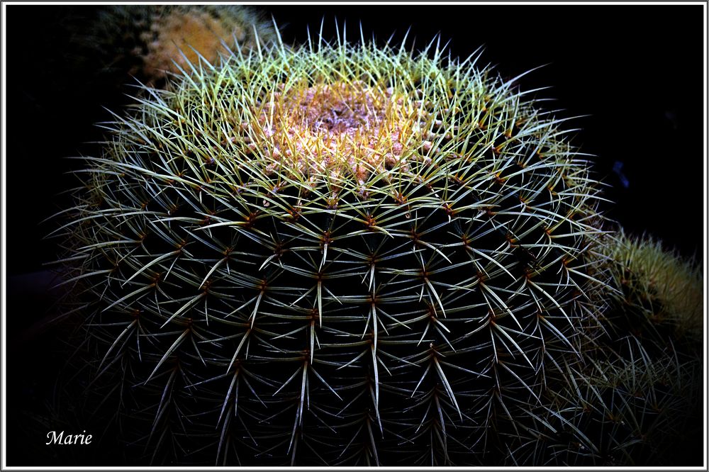 Cactus