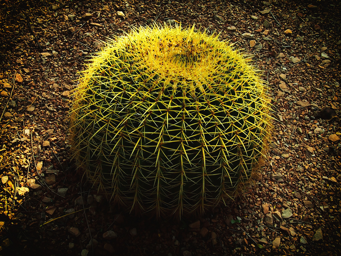 Cactus