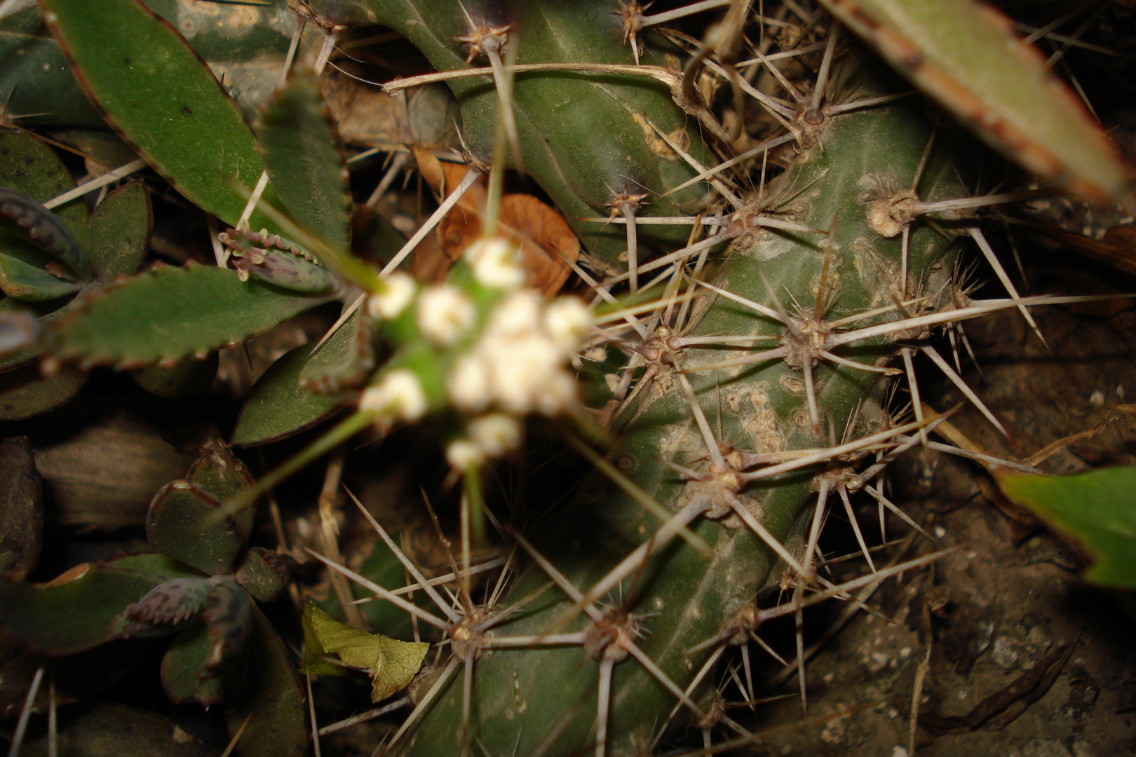 cactus