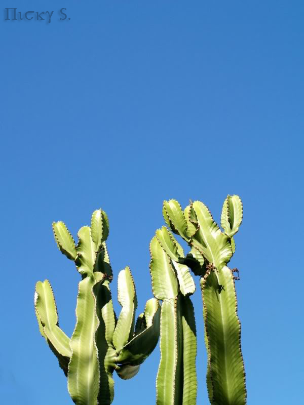 cactus