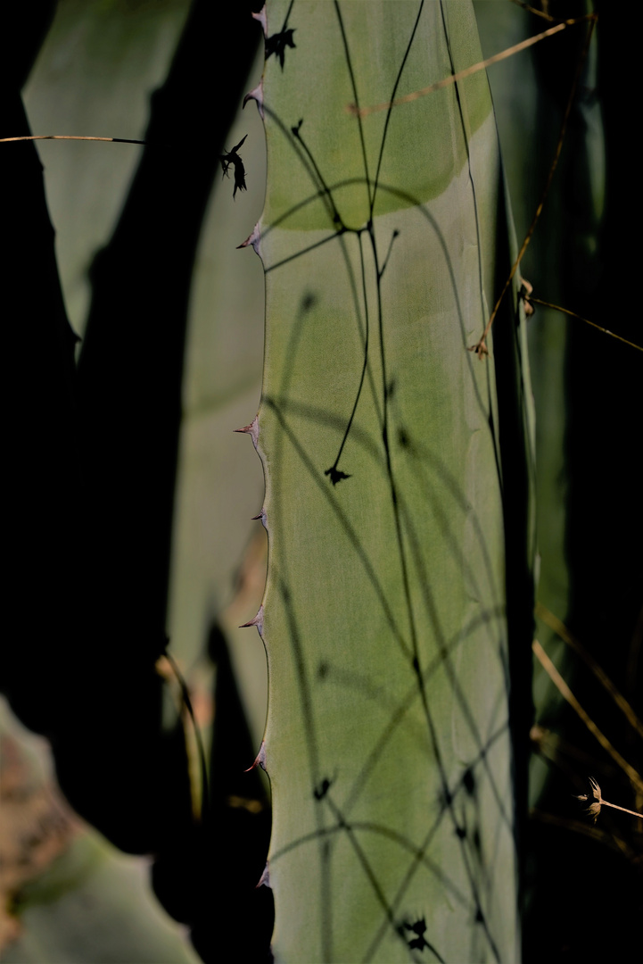 Cactus