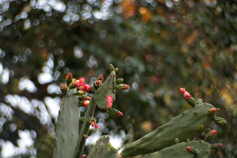 Cactus