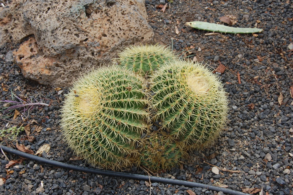 Cactus