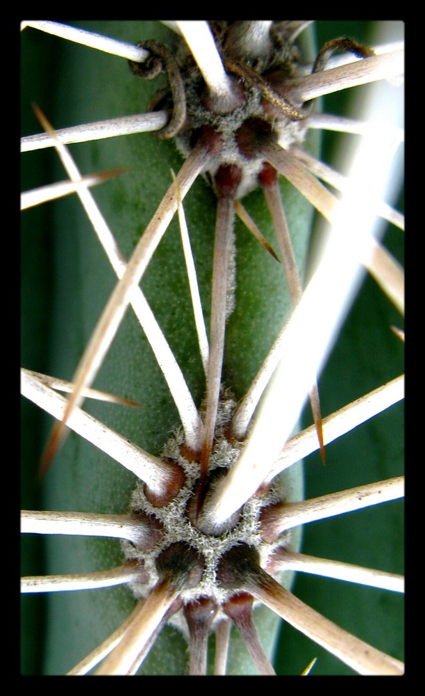 cactus