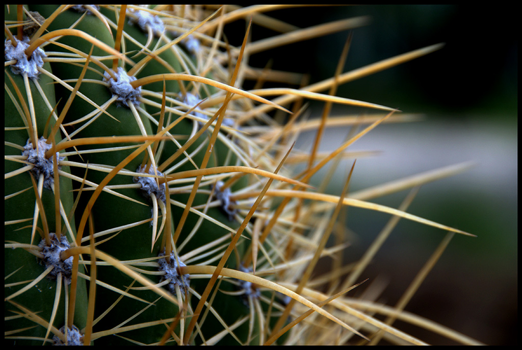 CActus