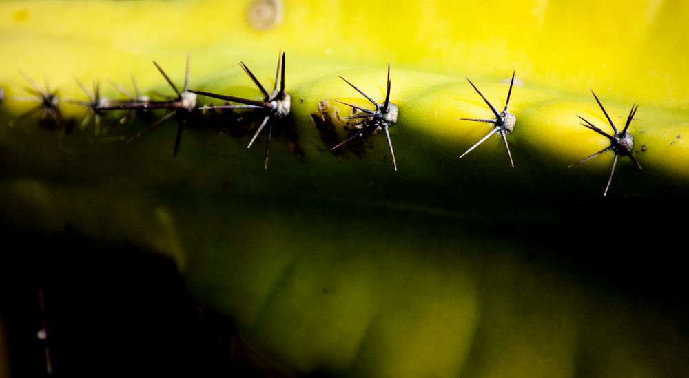 cactus . di sonia pennino 