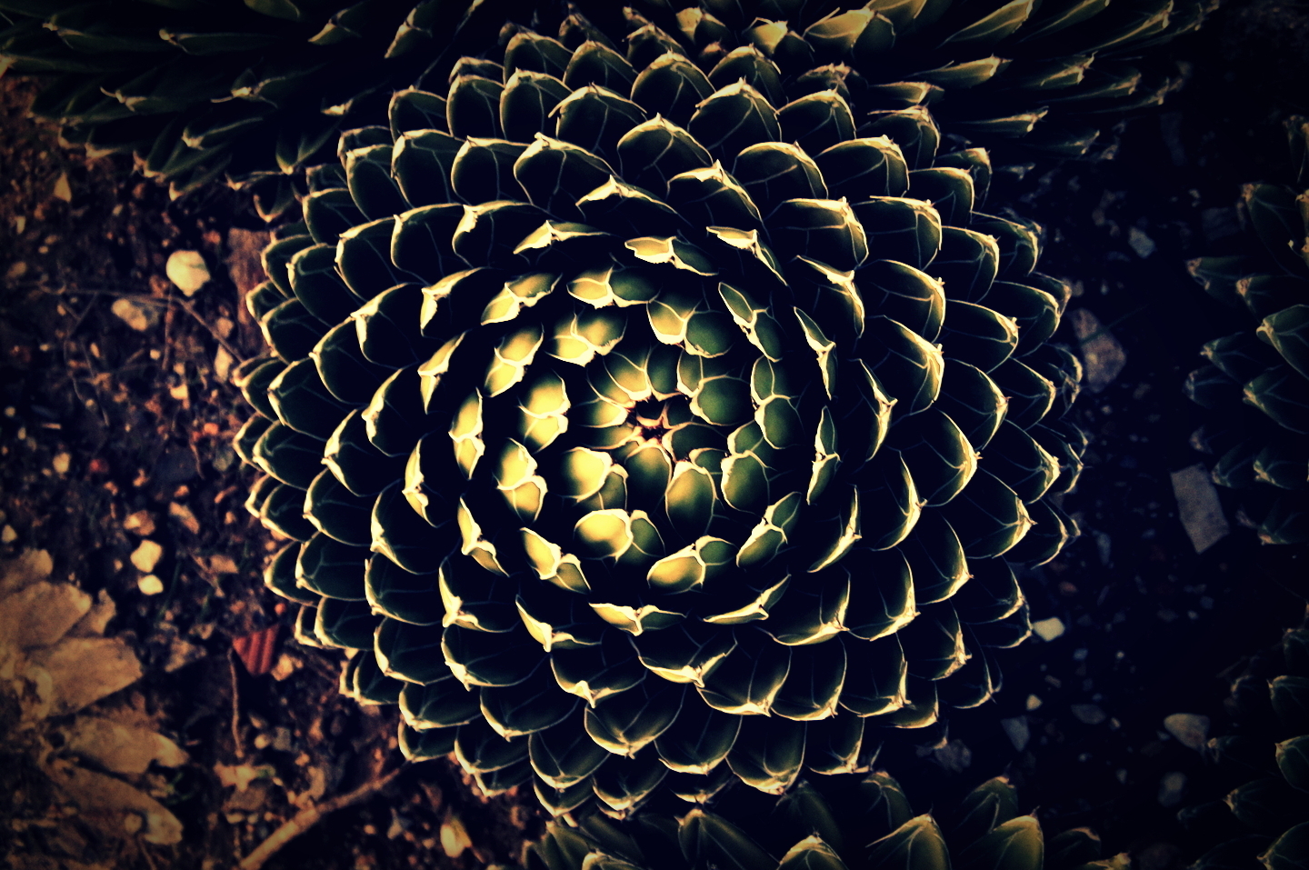 cactus