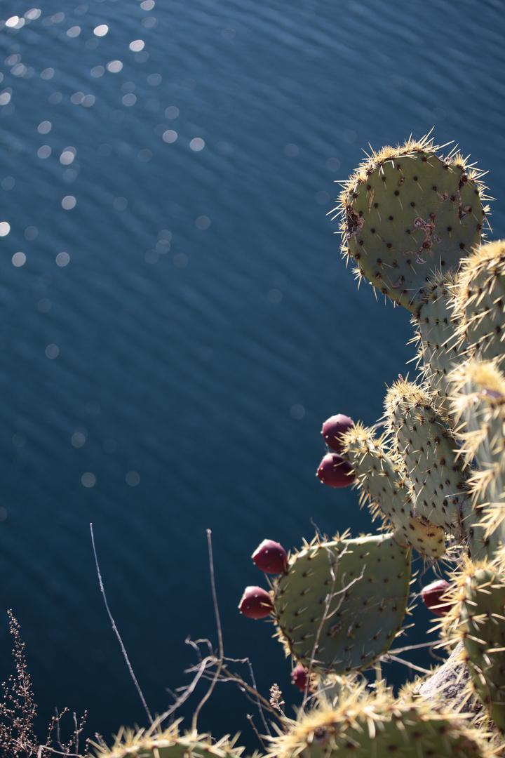 Cactus a fianco del monte