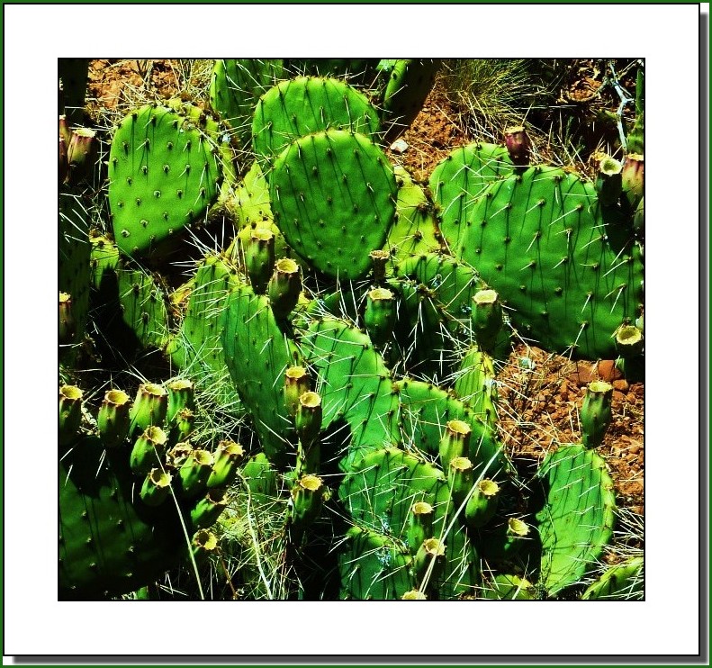 CACTUS