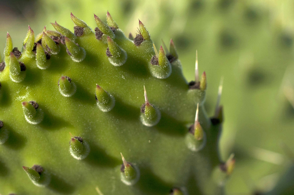 Cactus