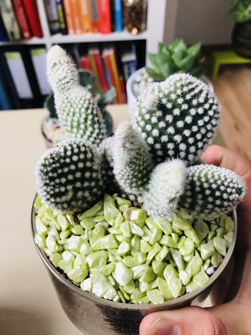 Cactus