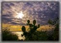 cactus al tramonto von Daniela D'Ottavi