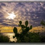 cactus al tramonto