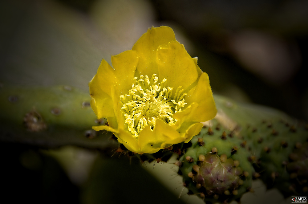 Cactus amarillo