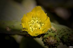 Cactus amarillo