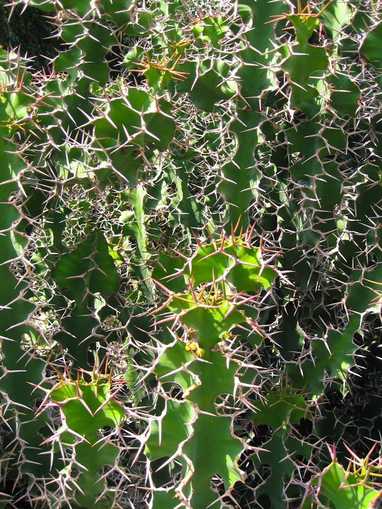 Cactus at Huntington Library