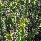 Cactus at Huntington Library